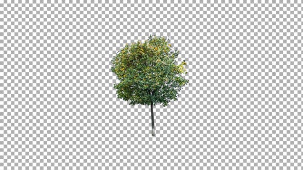 Real Tree Isolated in the Wind 3 - Videohive Download 10639377