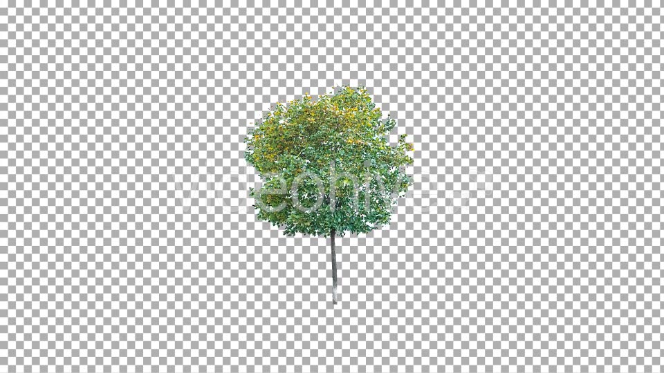 Real tree isolated on the wind 4 Videohive 10843044 Motion Graphics Image 3