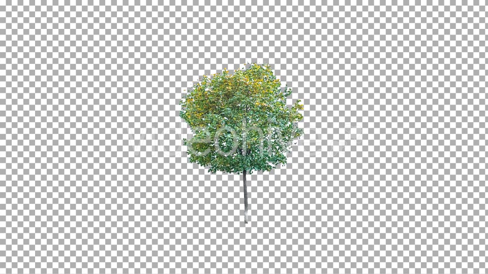 Real tree isolated on the wind 4 Videohive 10843044 Motion Graphics Image 4