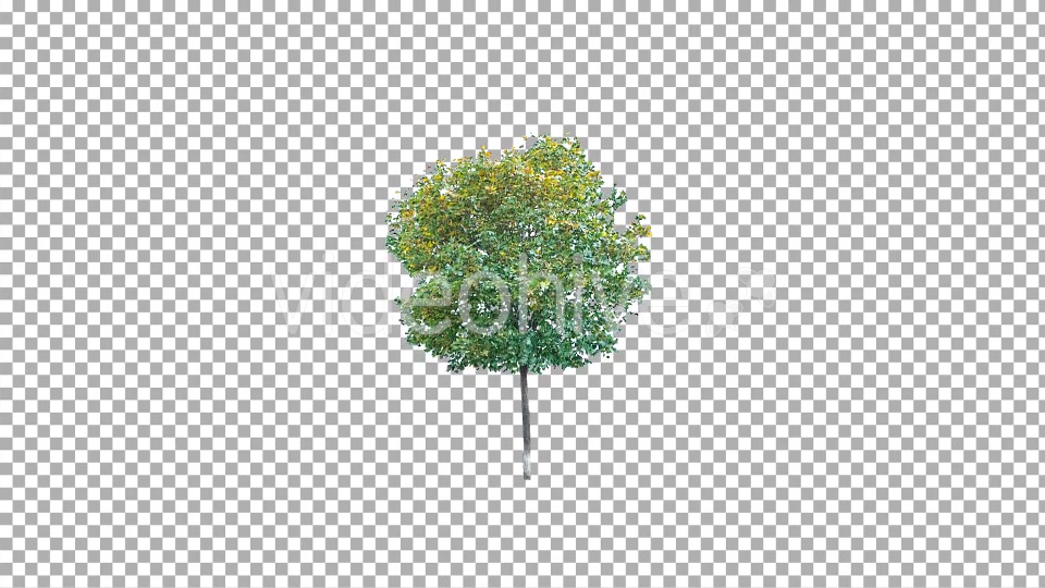 Real tree isolated on the wind 4 Videohive 10843044 Motion Graphics Image 5