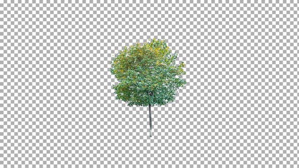 Real tree isolated on the wind 4 - Download Videohive 10843044