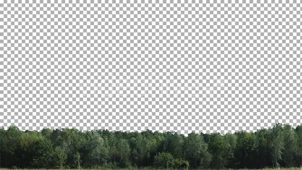 Real Trees Isolated 2 (strong wind) Videohive 10476426 Motion Graphics Image 10