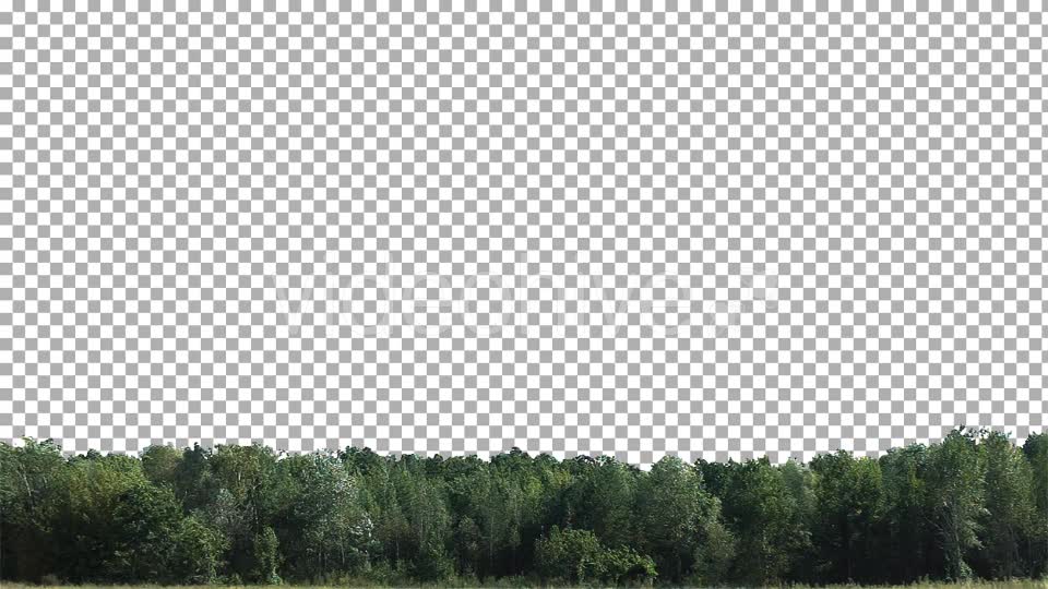 Real Trees Isolated 2 (strong wind) Videohive 10476426 Motion Graphics Image 2