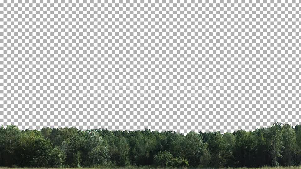 Real Trees Isolated 2 (strong wind) Videohive 10476426 Motion Graphics Image 8