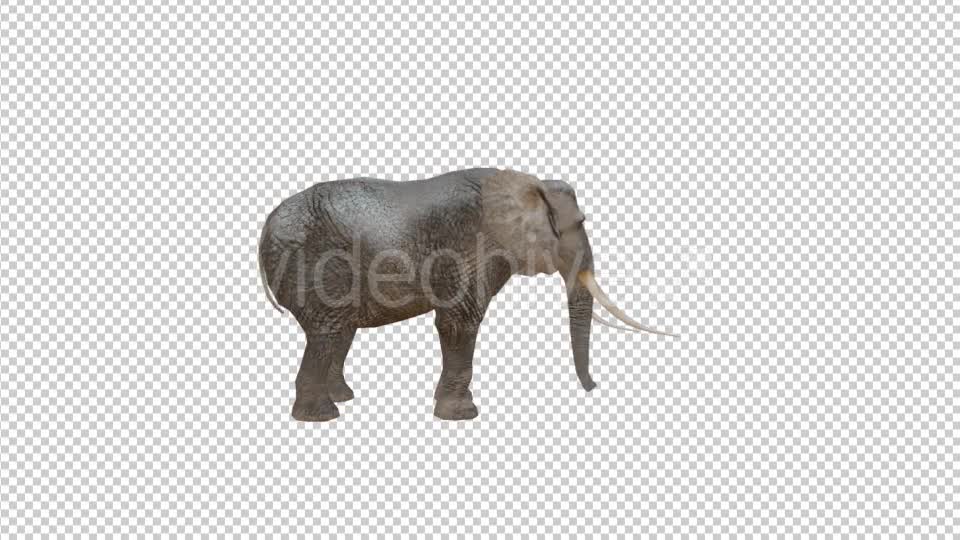 Realistic 3D Elephant Videohive 19880832 Motion Graphics Image 1