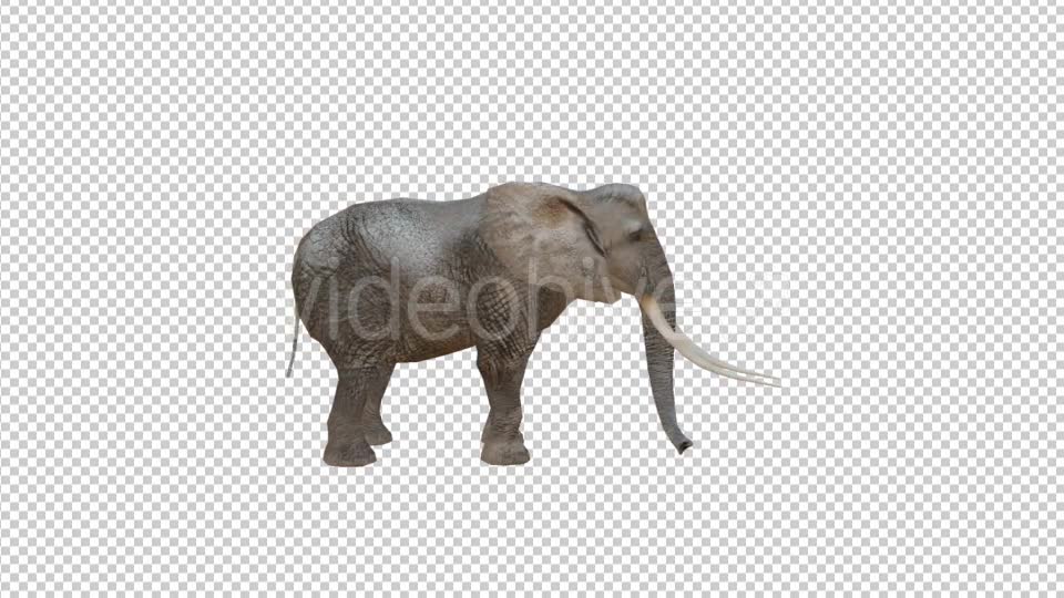 Realistic 3D Elephant Videohive 19880832 Motion Graphics Image 2