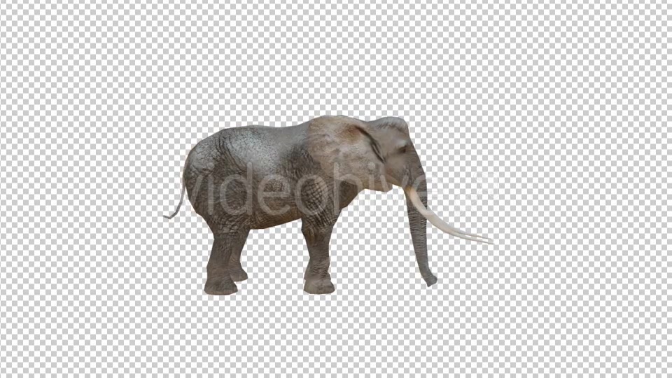 Realistic 3D Elephant Videohive 19880832 Motion Graphics Image 4