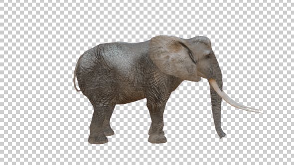 Realistic 3D Elephant - Videohive Download 19880832