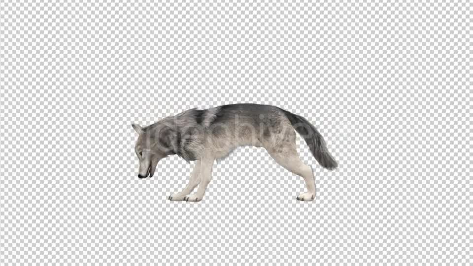 Realistic 3D Wolf Eating Animation Videohive 18414234 Motion Graphics Image 1