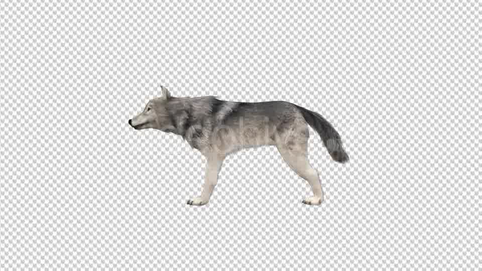 Realistic 3D Wolf Eating Animation Videohive 18414234 Motion Graphics Image 10
