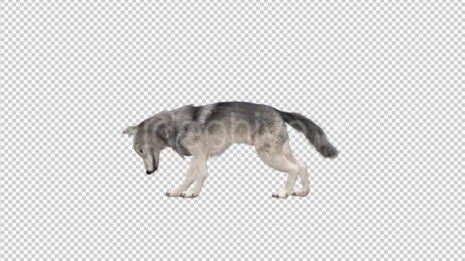 Realistic 3D Wolf Eating Animation Videohive 18414234 Motion Graphics Image 2