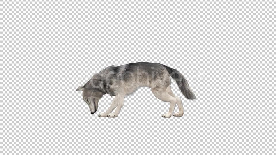 Realistic 3D Wolf Eating Animation Videohive 18414234 Motion Graphics Image 3