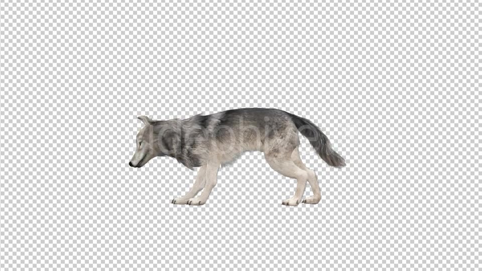 Realistic 3D Wolf Eating Animation Videohive 18414234 Motion Graphics Image 4