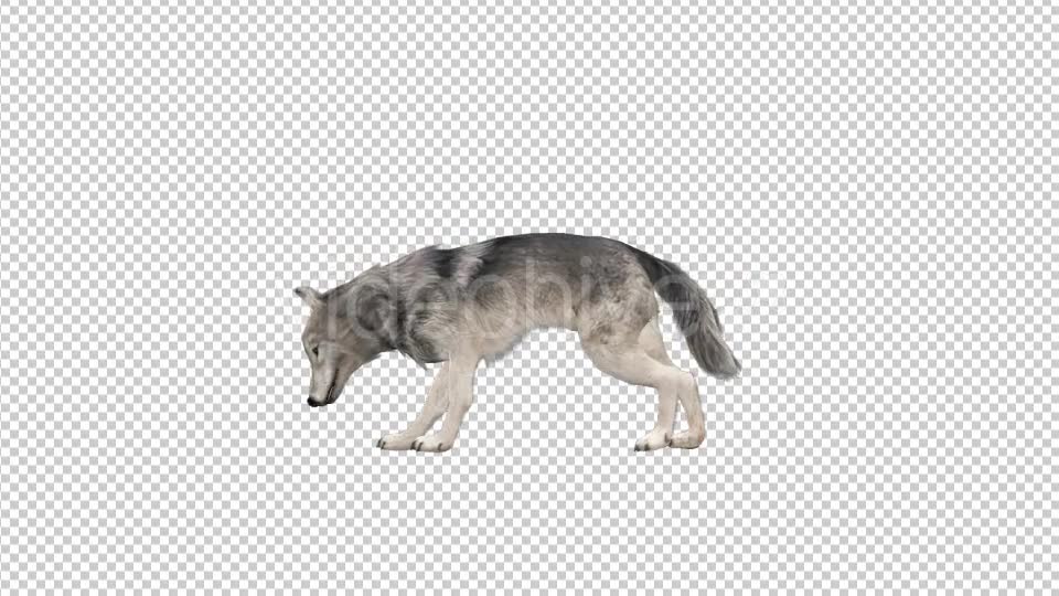 Realistic 3D Wolf Eating Animation Videohive 18414234 Motion Graphics Image 6