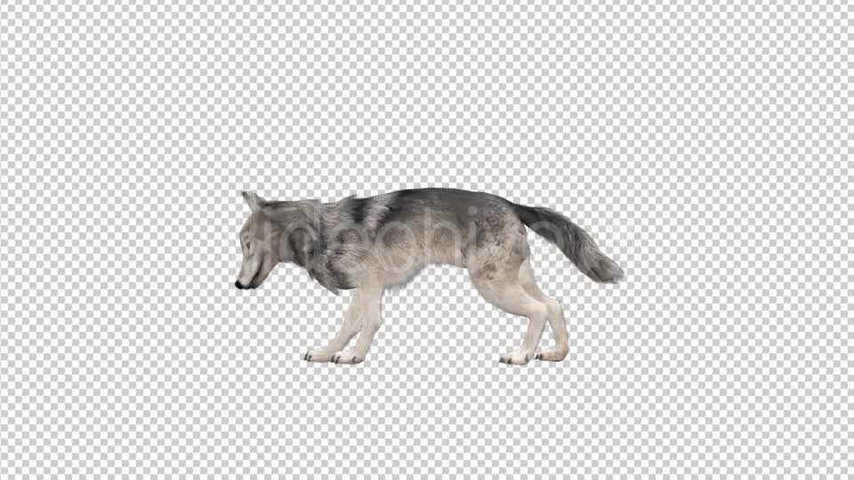 Realistic 3D Wolf Eating Animation Videohive 18414234 Motion Graphics Image 7