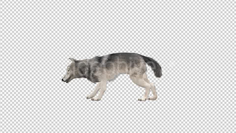 Realistic 3D Wolf Eating Animation Videohive 18414234 Motion Graphics Image 9