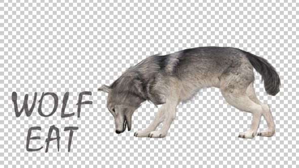 Realistic 3D Wolf Eating Animation - Videohive 18414234 Download