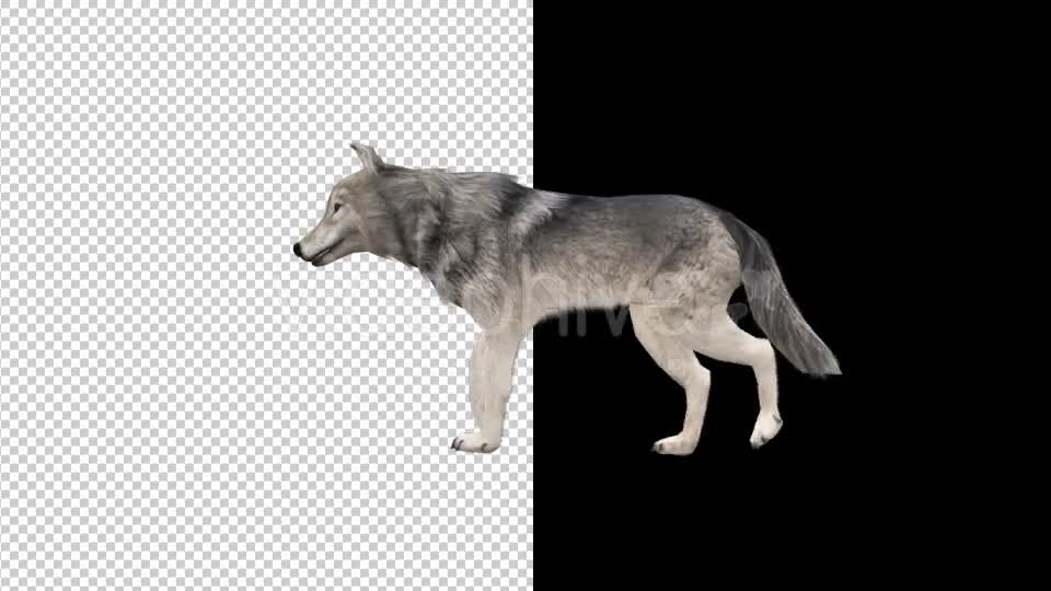 Realistic 3D Wolf Walk Animation Videohive 18413493 Motion Graphics Image 1