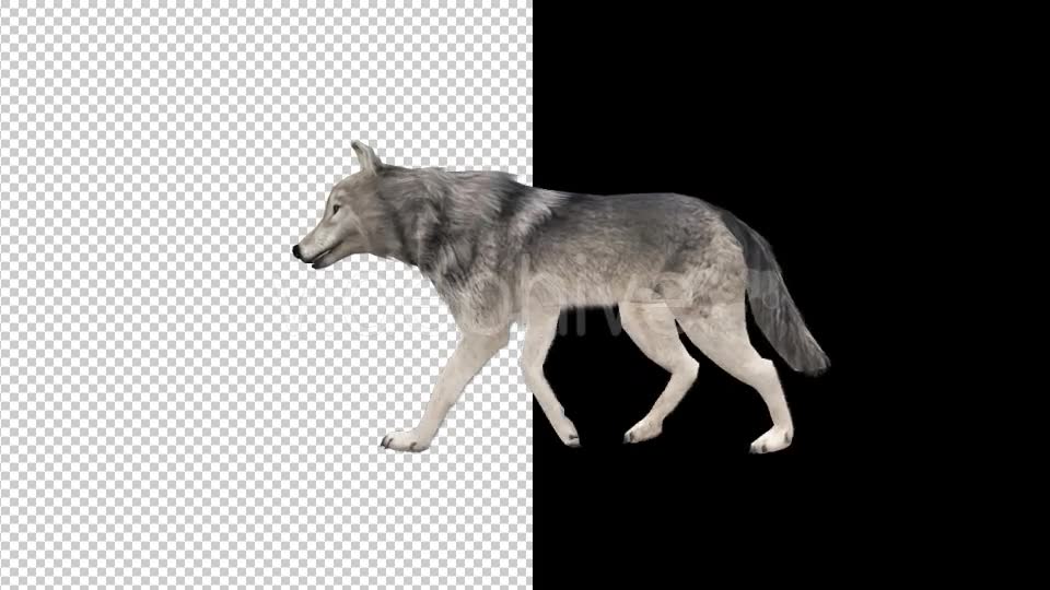 Realistic 3D Wolf Walk Animation Videohive 18413493 Motion Graphics Image 2