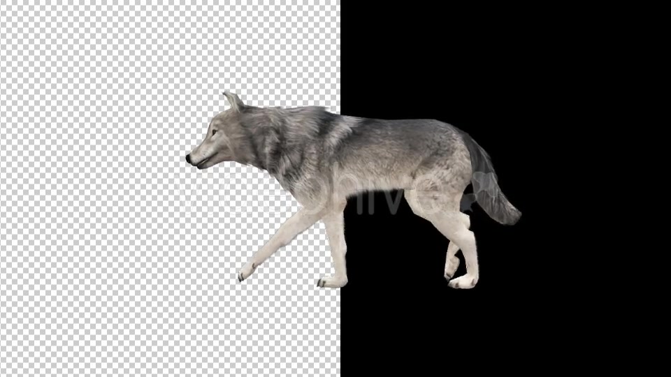 Realistic 3D Wolf Walk Animation Videohive 18413493 Motion Graphics Image 3