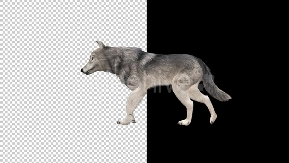 Realistic 3D Wolf Walk Animation Videohive 18413493 Motion Graphics Image 4
