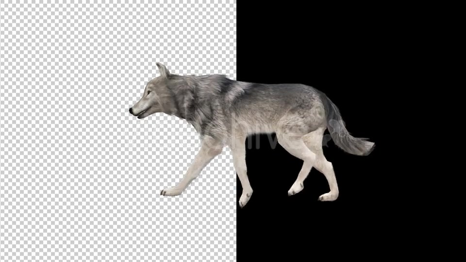 Realistic 3D Wolf Walk Animation Videohive 18413493 Motion Graphics Image 5