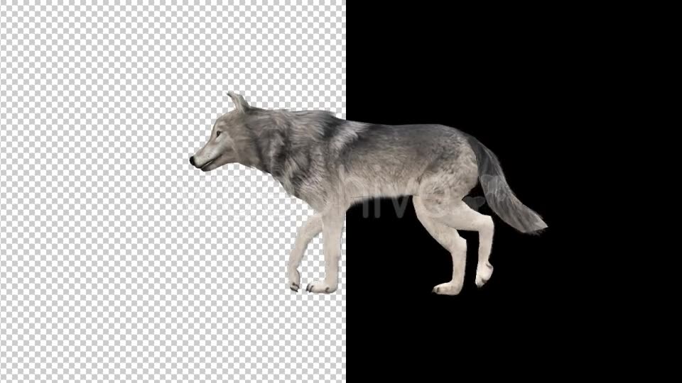 Realistic 3D Wolf Walk Animation Videohive 18413493 Motion Graphics Image 6