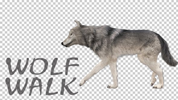 Realistic 3D Wolf Walk Animation - 18413493 Videohive Download