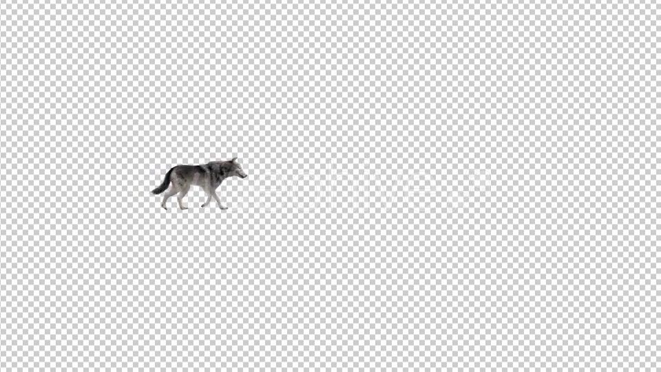 Realistic 3D Wolf Walk Animation 2 Videohive 20385464 Motion Graphics Image 4