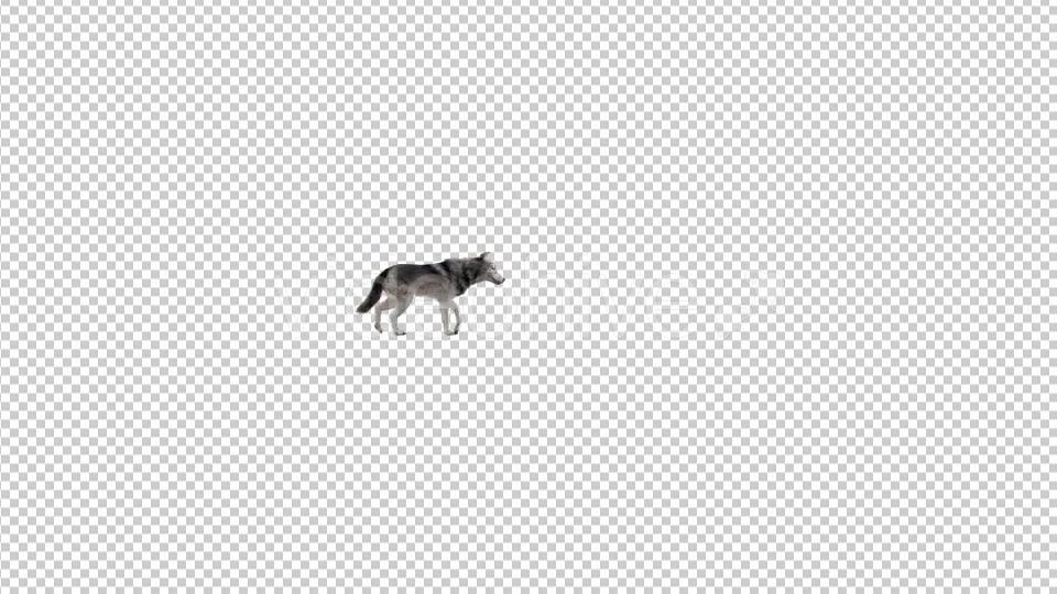 Realistic 3D Wolf Walk Animation 2 Videohive 20385464 Motion Graphics Image 5