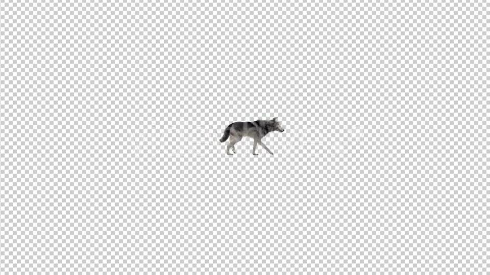 Realistic 3D Wolf Walk Animation 2 Videohive 20385464 Motion Graphics Image 6