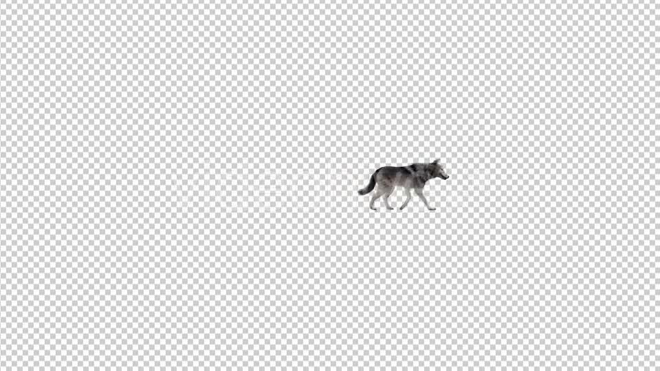 Realistic 3D Wolf Walk Animation 2 Videohive 20385464 Motion Graphics Image 7