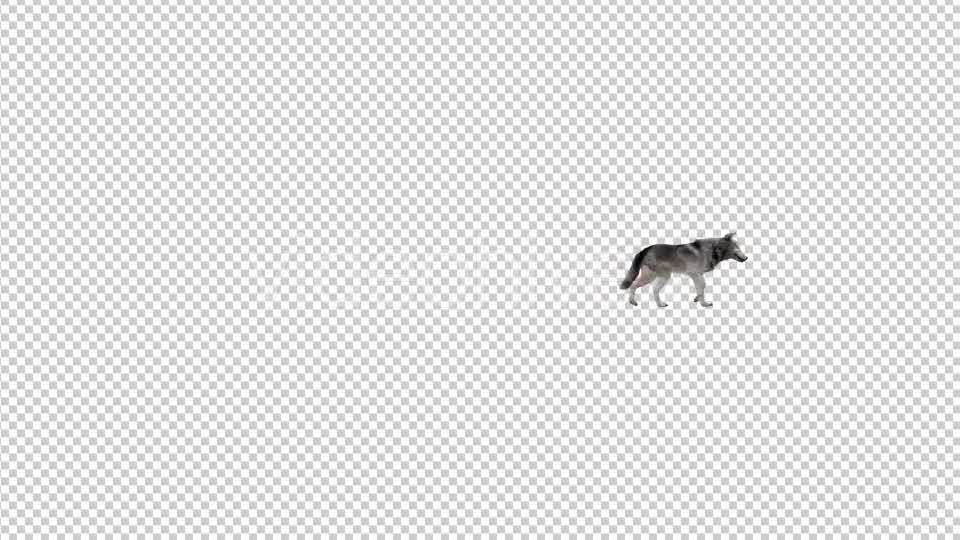 Realistic 3D Wolf Walk Animation 2 Videohive 20385464 Motion Graphics Image 8