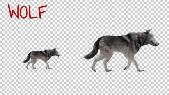 Realistic 3D Wolf Walk Animation 2 - Videohive 20385464 Download