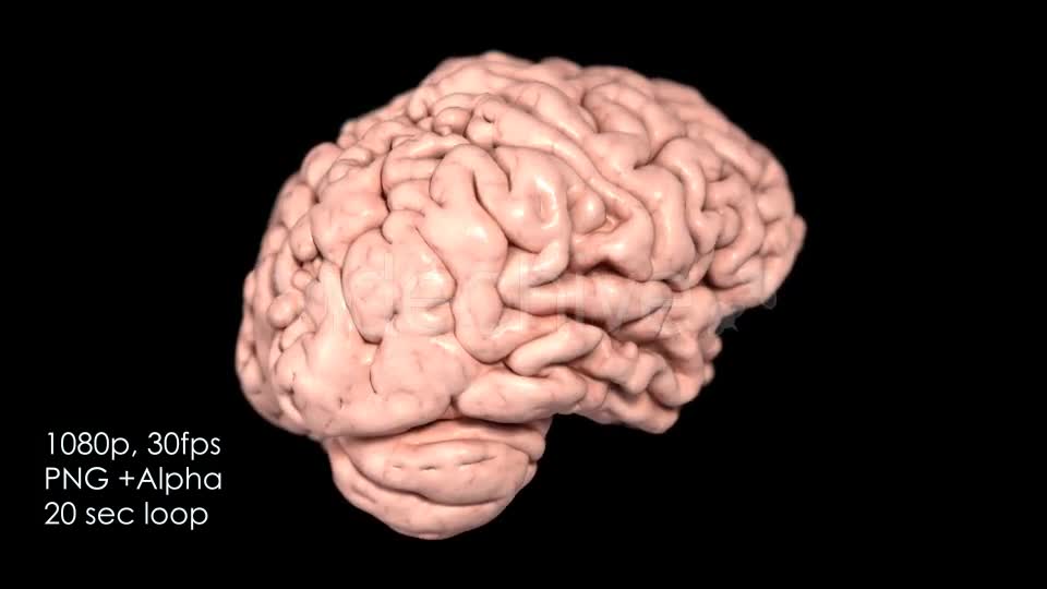 Realistic Human Brain Rotating Videohive 13078901 Motion Graphics Image 1