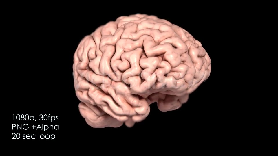 Realistic Human Brain Rotating Videohive 13078901 Motion Graphics Image 10