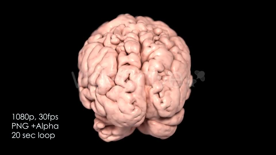 Realistic Human Brain Rotating Videohive 13078901 Motion Graphics Image 2