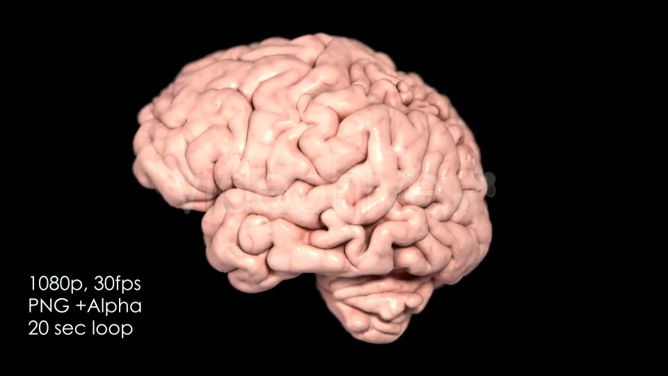 Realistic Human Brain Rotating Videohive 13078901 Motion Graphics Image 3