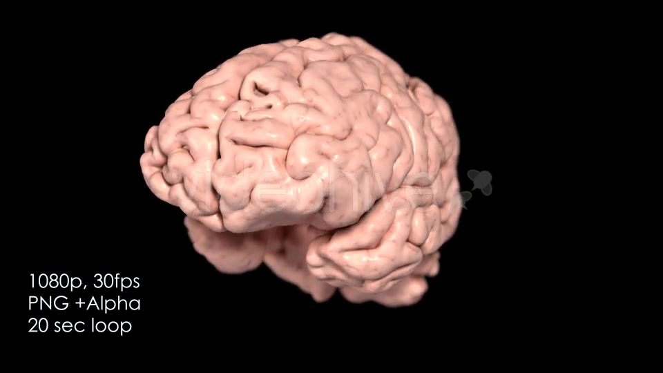 Realistic Human Brain Rotating Videohive 13078901 Motion Graphics Image 4