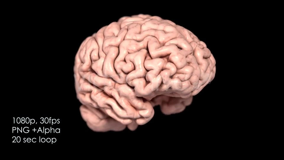 Realistic Human Brain Rotating Videohive 13078901 Motion Graphics Image 5