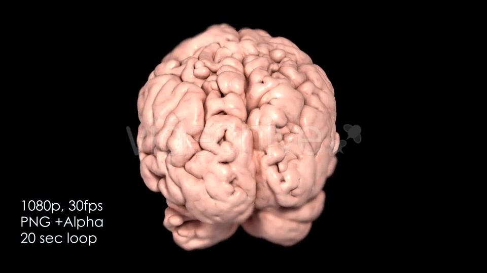 Realistic Human Brain Rotating Videohive 13078901 Motion Graphics Image 7