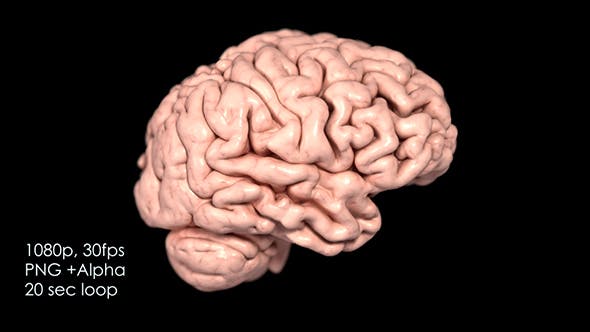 Realistic Human Brain Rotating - Download 13078901 Videohive