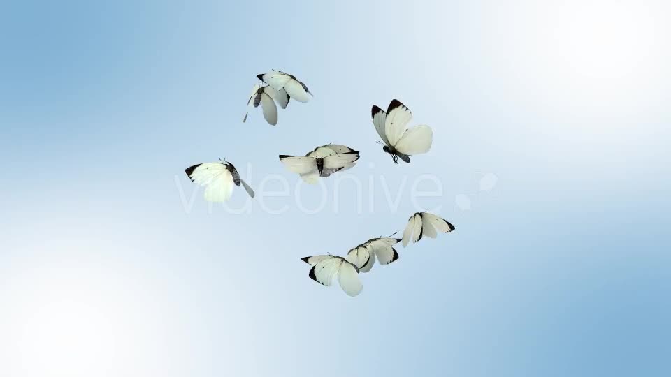 Realistic White Butterflies Videohive 8899472 Motion Graphics Image 1