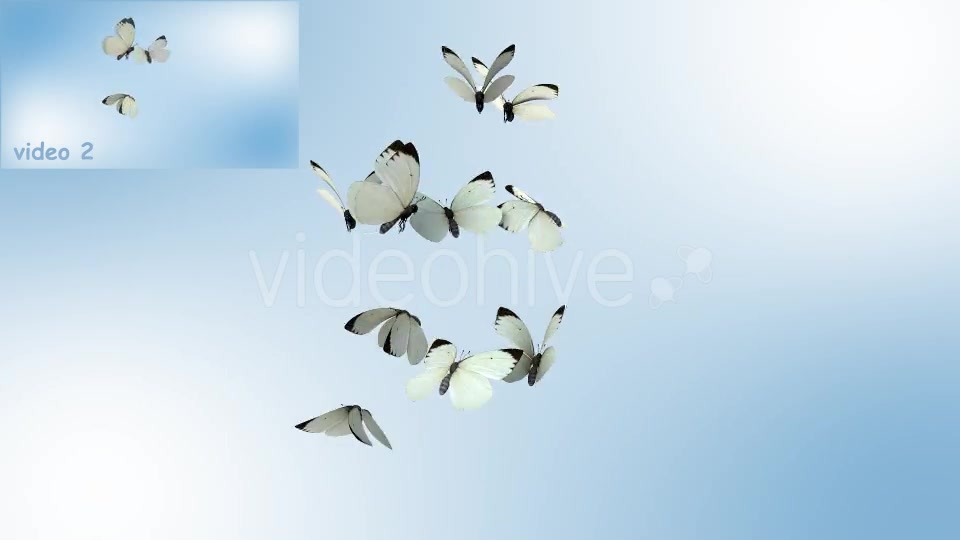 Realistic White Butterflies Videohive 8899472 Motion Graphics Image 10