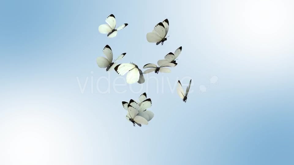 Realistic White Butterflies Videohive 8899472 Motion Graphics Image 2