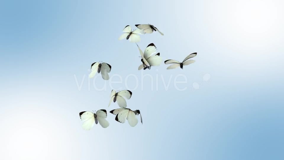 Realistic White Butterflies Videohive 8899472 Motion Graphics Image 3