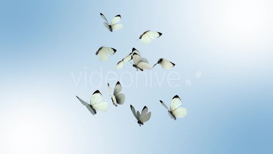 Realistic White Butterflies Videohive 8899472 Motion Graphics Image 4