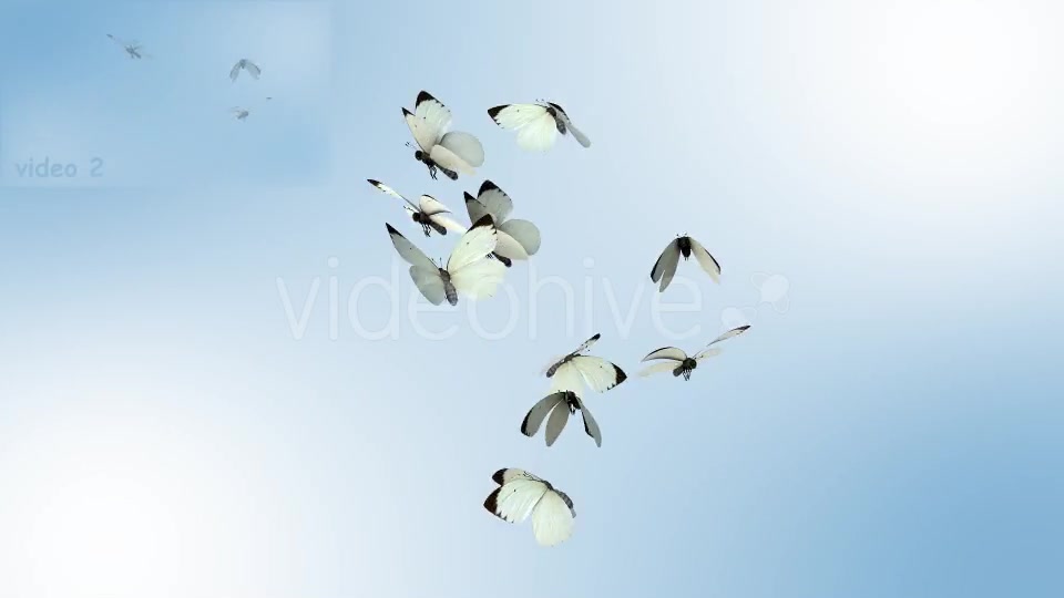 Realistic White Butterflies Videohive 8899472 Motion Graphics Image 5