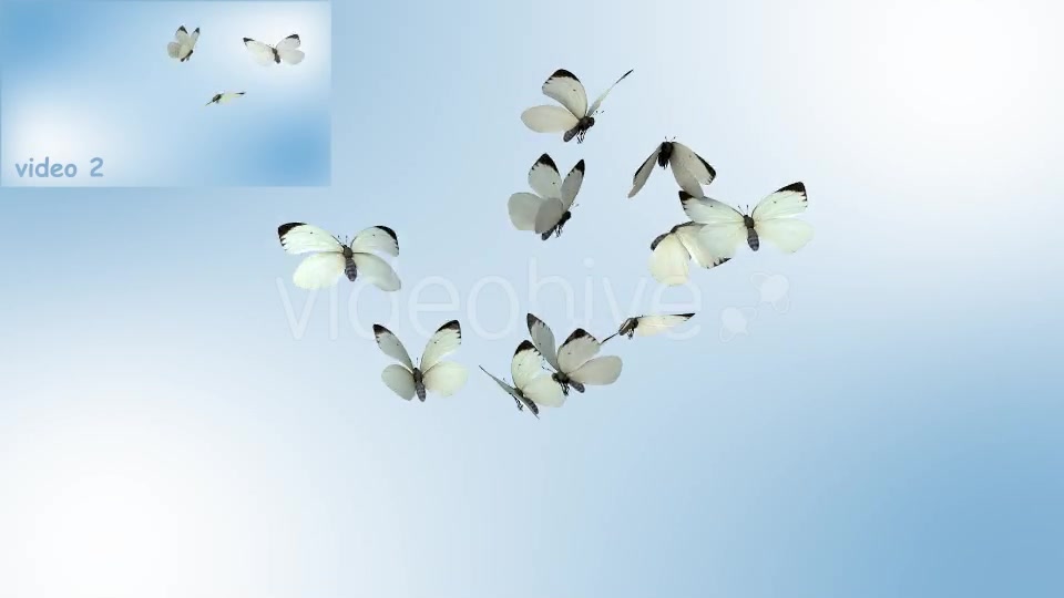 Realistic White Butterflies Videohive 8899472 Motion Graphics Image 6