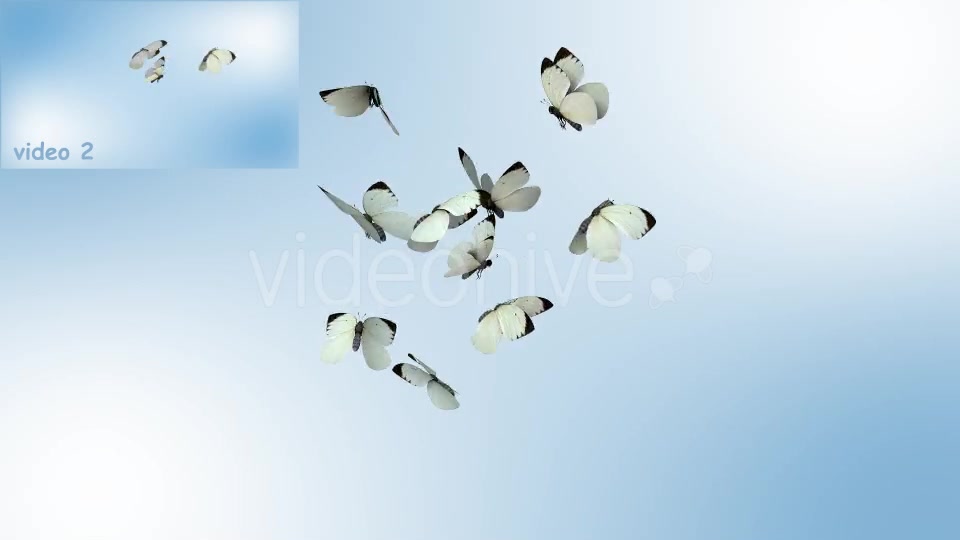 Realistic White Butterflies Videohive 8899472 Motion Graphics Image 7